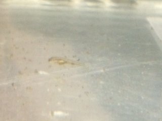 何の赤ちゃん?？