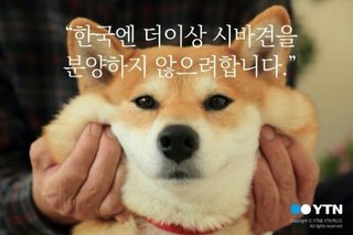 「韓国人には柴犬は二度と譲らない」日本のペットショップの宣言に韓国ネットが炎上