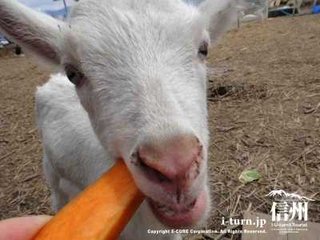 長野県【総合】