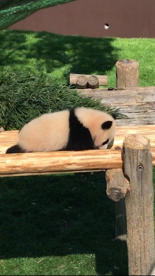 パンダ、可愛いと思う？