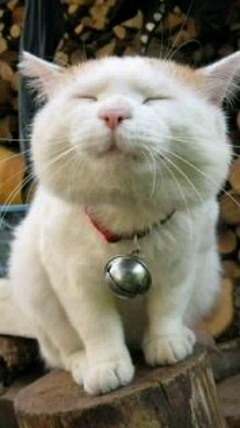 【起きたら】おはよう【書き込め】