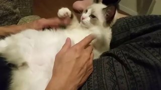 猫について何でもどうぞ【ねこ総合】