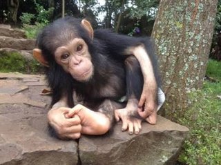 赤ちゃんがみたい