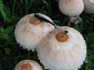 公園でバーベキューの男性　園内の毒キノコ焼いて食べる　３人入院　名古屋