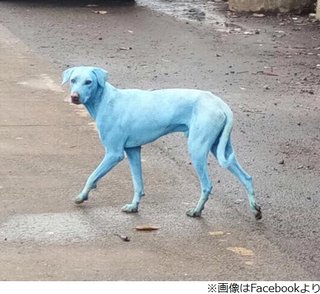 インドで「青い犬」を数頭発見