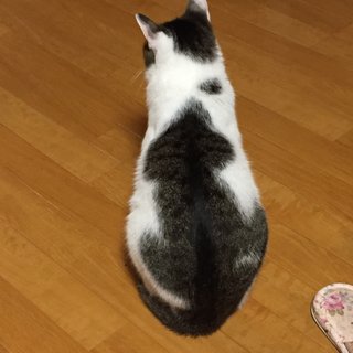 猫について何でもどうぞ【ねこ総合】