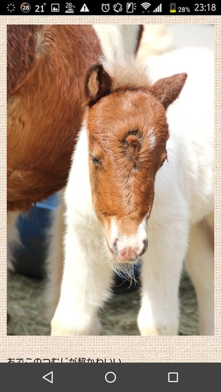【三重】ぽっちゃりで気付かず「予期せぬ出産」　伊賀に引っ越してきたポニー