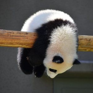 パンダは本当は中国の動物じゃないって知ってる？