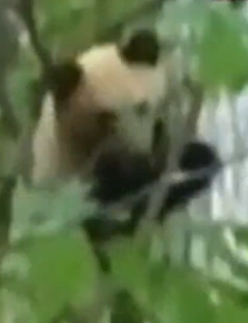 北海道で撮影　見た目は“パンダ”正体は？