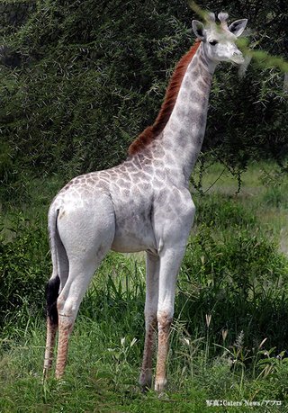 【動画あり】ケニアでアルビノじゃない「白いキリン」が発見される