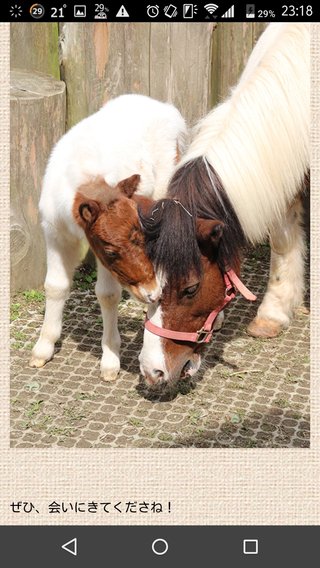 【三重】ぽっちゃりで気付かず「予期せぬ出産」　伊賀に引っ越してきたポニー
