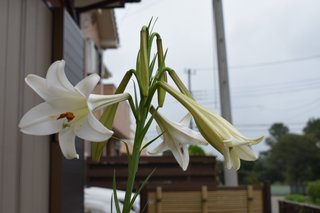 庭に突然咲いた花