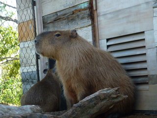 松居一代  IDアリ 多少のトピずれ・自分語りOK・人生いろいろ