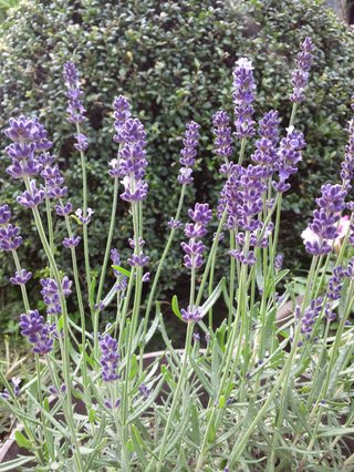 松居一代  IDアリ 多少のトピずれ・自分語りOK・人生いろいろ