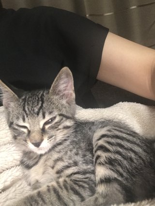 猫について何でもどうぞ【ねこ総合】