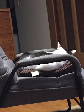 猫について何でもどうぞ【ねこ総合】