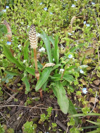 松居一代  IDアリ 多少のトピずれ・自分語りOK・人生いろいろ