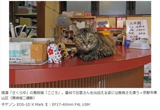 猫について何でもどうぞ【ねこ総合】