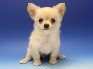 チワワ嫌いって言う人多いみたいだからさ