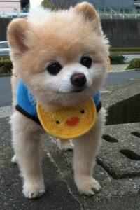 チワワ嫌いって言う人多いみたいだからさ