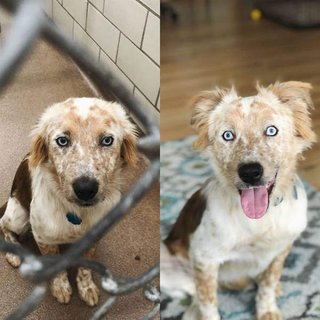 やせたかなしい犬、里親が見つかり、表情が一変する