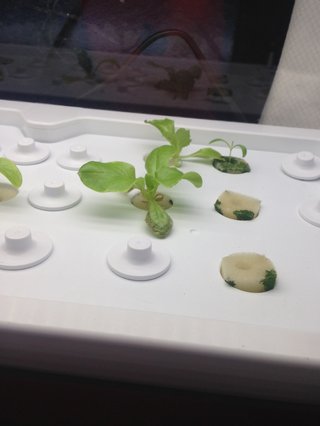 水耕栽培してますが、育ちません。