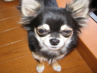 チワワ嫌いって言う人多いみたいだからさ