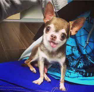 チワワ嫌いって言う人多いみたいだからさ