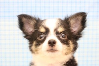 チワワ嫌いって言う人多いみたいだからさ