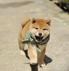 チワワ嫌いって言う人多いみたいだからさ