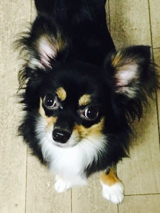 チワワ嫌いって言う人多いみたいだからさ