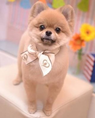 チワワ嫌いって言う人多いみたいだからさ