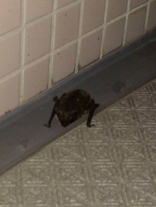 【画像】ベランダに謎の生き物がいる