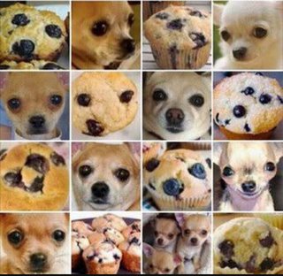 チワワ嫌いって言う人多いみたいだからさ