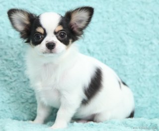 チワワ嫌いって言う人多いみたいだからさ