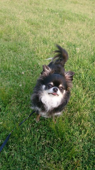 チワワ嫌いって言う人多いみたいだからさ