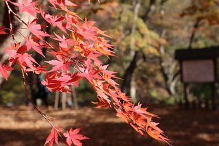 秩父・長瀞の紅葉を見に行きませんか？