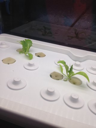 水耕栽培してますが、育ちません。