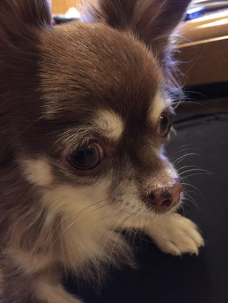 チワワ嫌いって言う人多いみたいだからさ