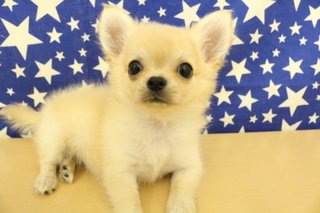 チワワ嫌いって言う人多いみたいだからさ