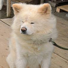 ぶさかわ犬「わさお」の飼い主の菊谷さん死去