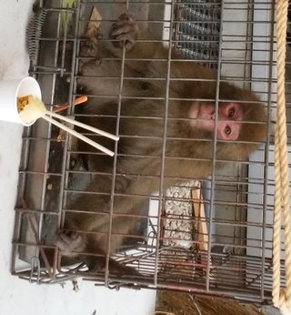 神奈川　東京　千葉を駆け回るサル…どうなっちゃうかね。