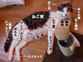 猫について何でもどうぞ【ねこ総合】
