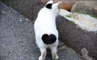 音楽ランキング【オリコン】