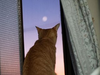 レス禁止 独り言