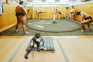 貴乃花親方はあやしいと思っていた人。