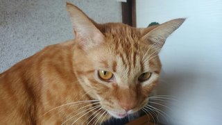 「これ以上何を削れば」　来年度の生活保護費減額に悲鳴