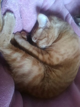 「これ以上何を削れば」　来年度の生活保護費減額に悲鳴