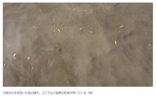 「池の水ぜんぶ抜く」ロケで在来魚が「大量死」 「専門家がいない」現場を参加者告発