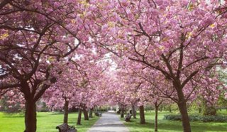 音楽ランキング【オリコン】